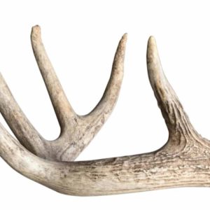 Guidelines for Antlers in NASDA Shed Dog Events